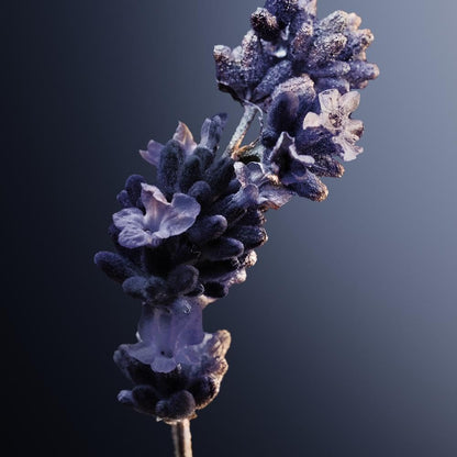 PACO RABANNE Phantom Intense Eau de Parfum 50 ml