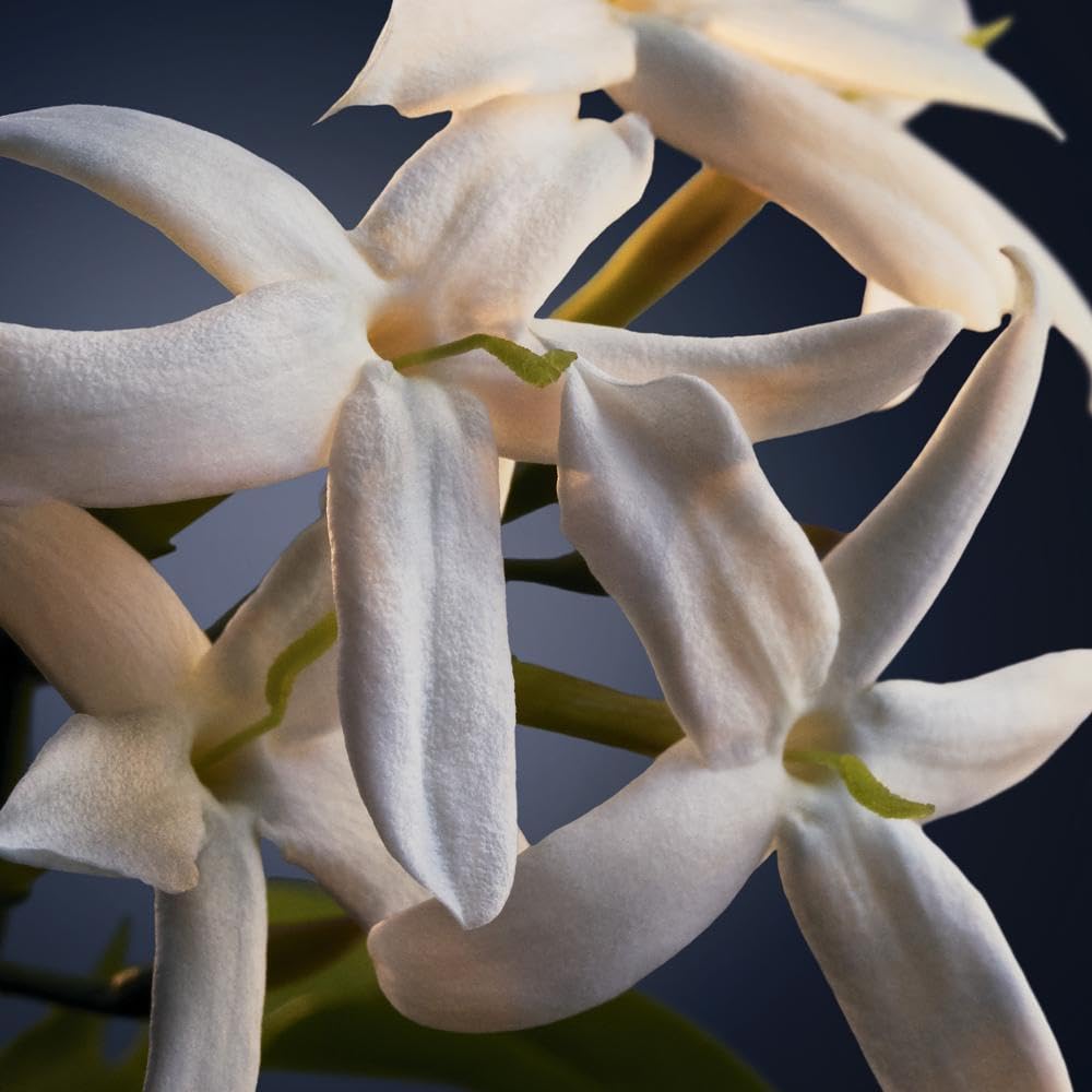 PACO RABANNE Phantom Intense Eau de Parfum 50 ml