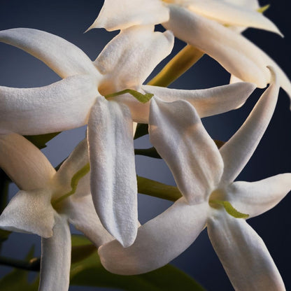 PACO RABANNE Phantom Intense Eau de Parfum 50 ml