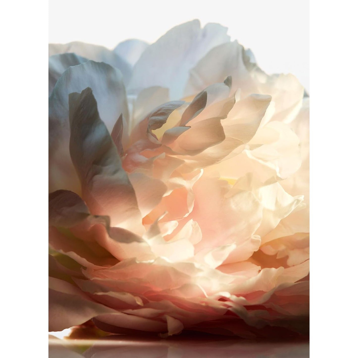 PACO OLYMPEA FLORA INTENSE EDP SPRAY 50ML