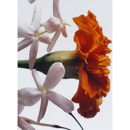 JO MALONE LONDON, Jasmine Sambac & Marigold Cologne Intense, Unisexduft, 100 ml