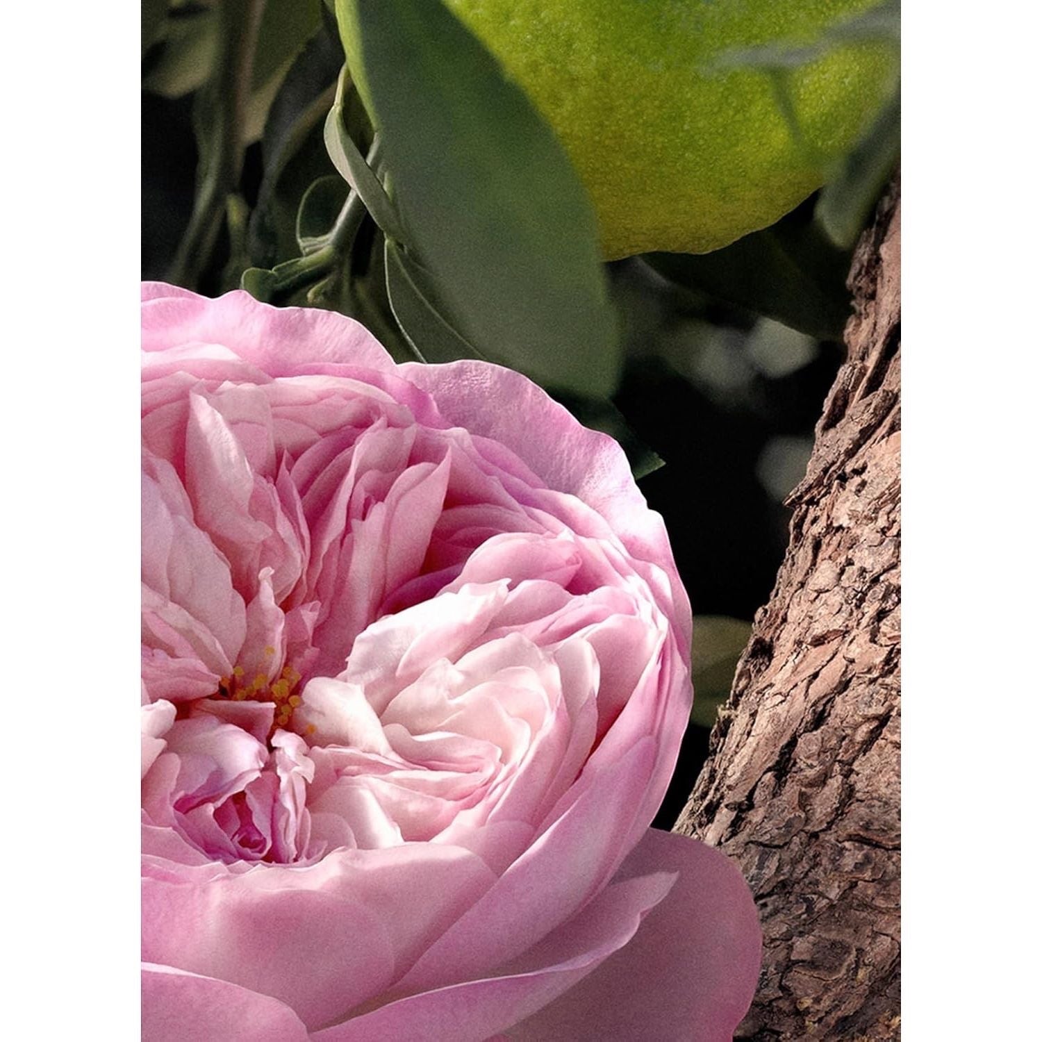 Chloé, Rose Naturelle Intense, Eau de Parfum, Damenduft, 30 ml
