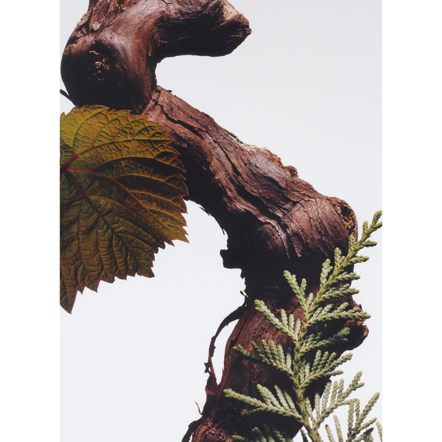 JO MALONE LONDON, Cypress & Grapevine Cologne Intense, Unisexduft, 100 ml