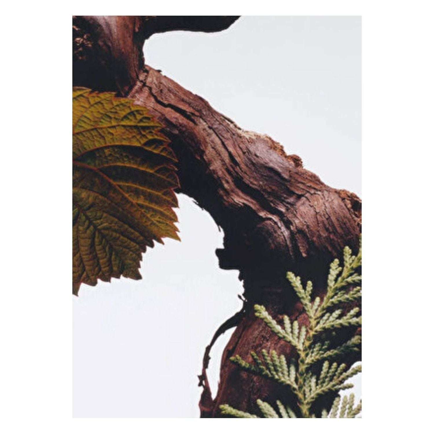 JO MALONE LONDON, Cypress & Grapevine Cologne Intense, Unisexduft, 100 ml