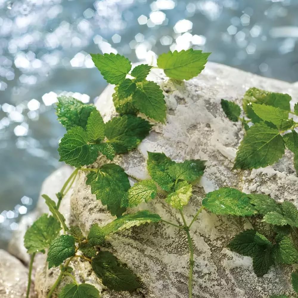 Dolce & Gabbana Light Blue homme/men, Eau de Toilette, Vaporisateur/Spray, 75 ml