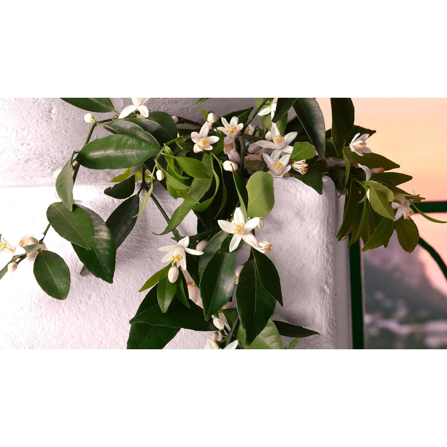 Dolce & Gabbana Devotion Intense Eau de Parfum für Damen, 30 ml