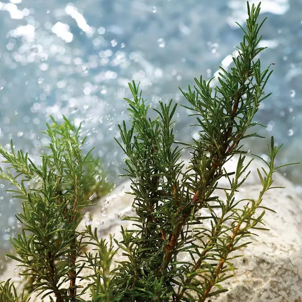 Dolce & Gabbana Light Blue homme/men, Eau de Toilette, Vaporisateur/Spray, 75 ml