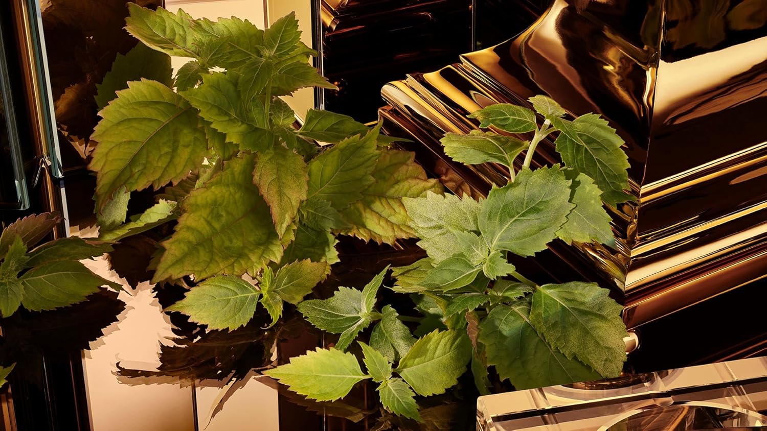 DOLCE & GABBANA The One Gold Pour Homme Eau de Parfum Intense 100 ml