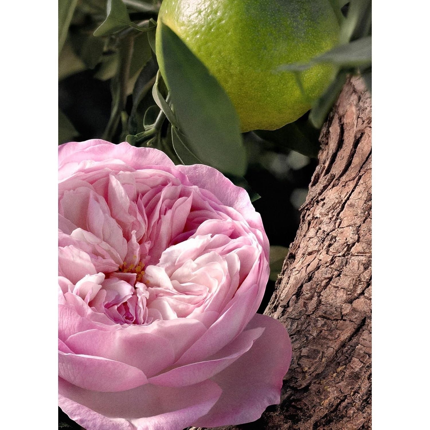 CHLOÉ, Rose Naturelle Intense, Eau de Parfum, Damenduft, Refillable, 100 ml