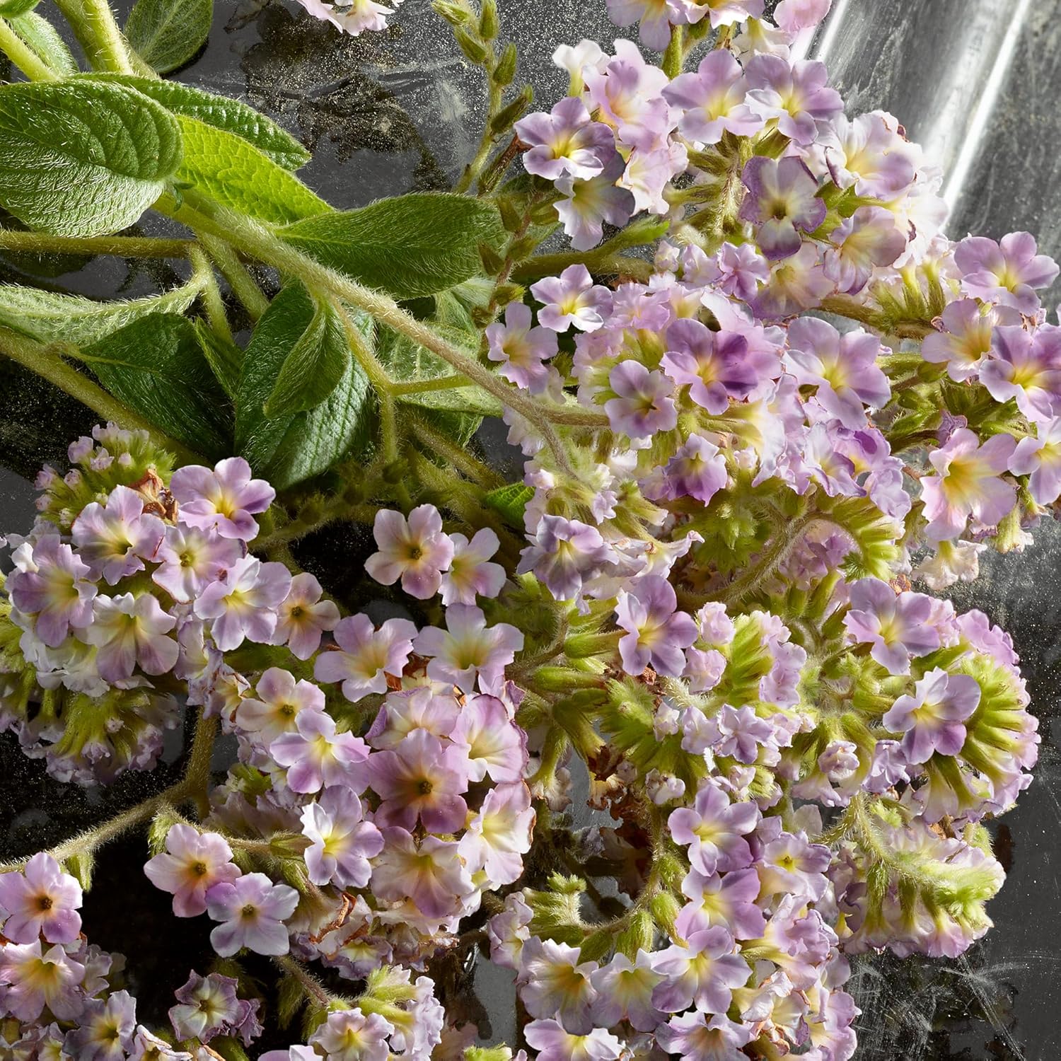 Dolce Gabbana Q Intense Edp 100Ml