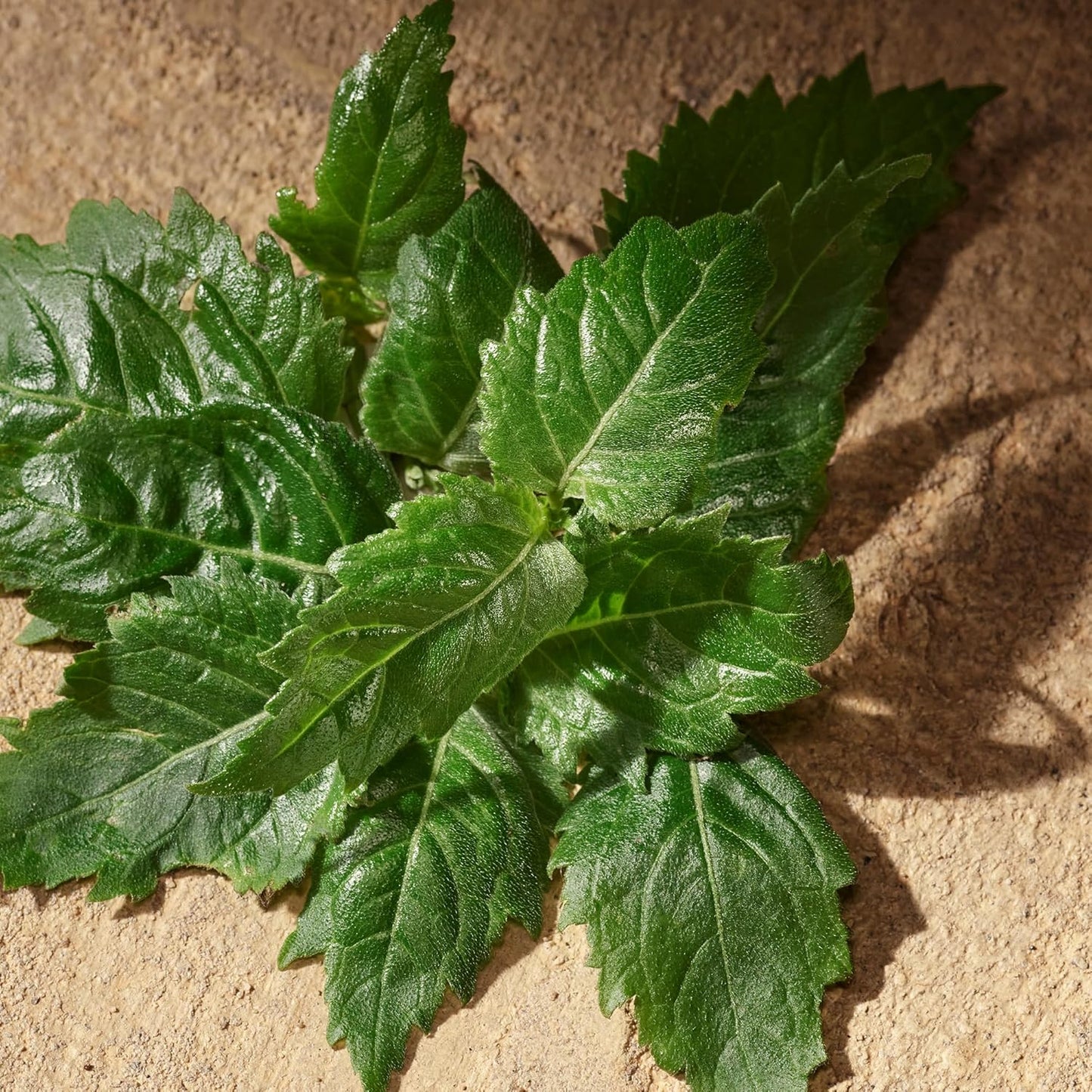 Dolce & Gabbana Devotion Eau de Parfum für Herren, 50 ml, Marke: Dolce & Gabbana - EAN: 8054754404739