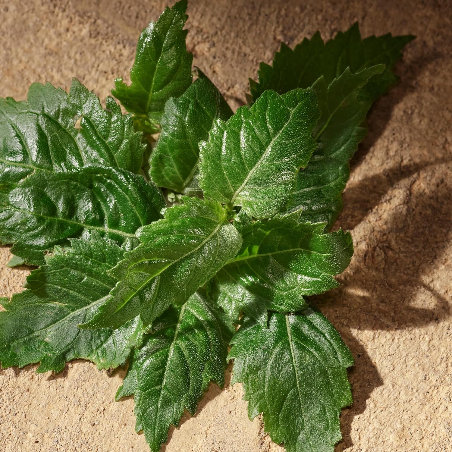 Dolce & Gabbana Devotion Eau de Parfum für Herren, 50 ml, Marke: Dolce & Gabbana - EAN: 8054754404739